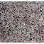 Proline Seamless Coquina Stone with Sea Shells